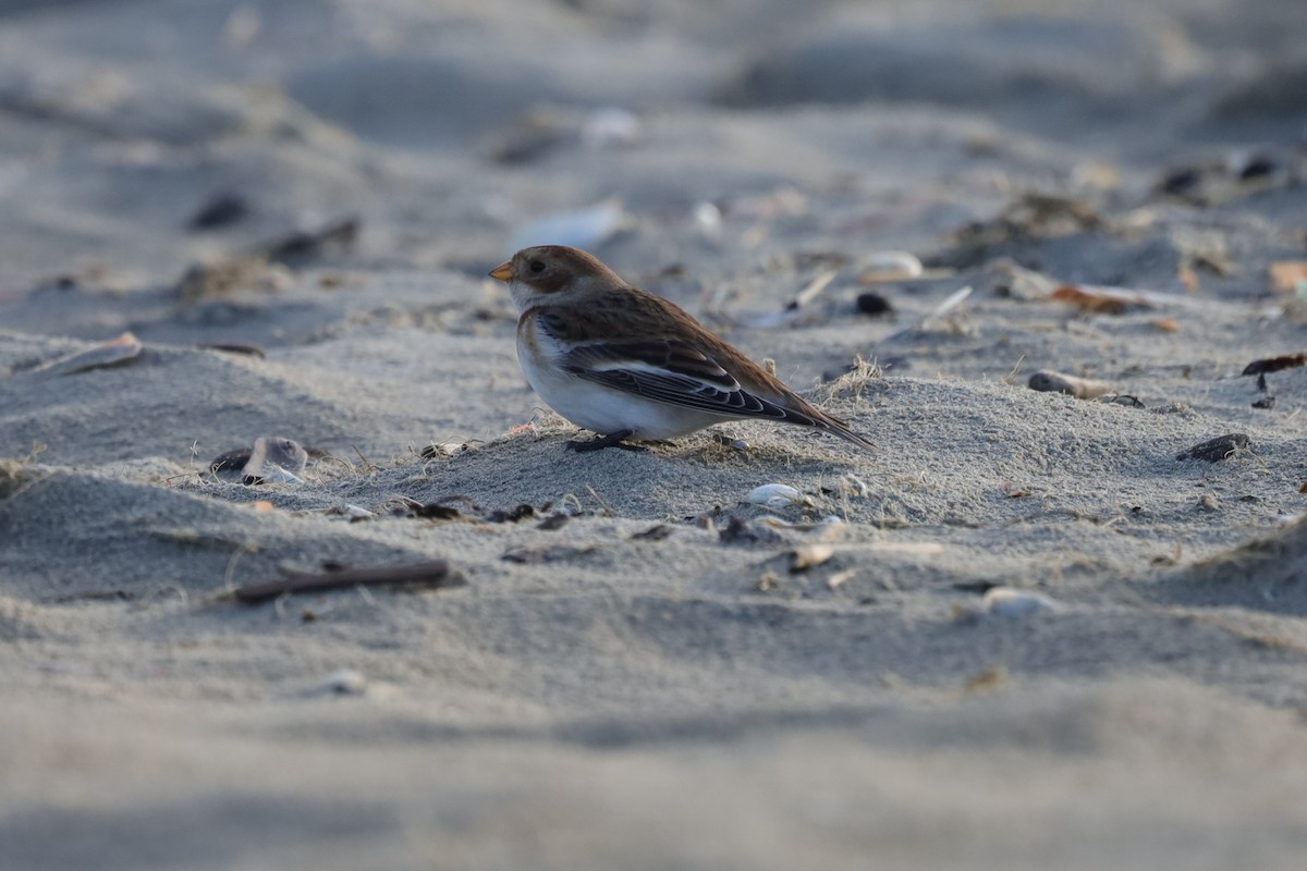 ユキホオジロ - ML647839054