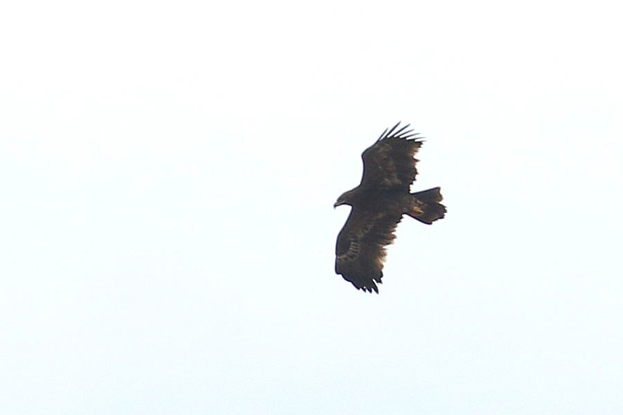 ソウゲンワシ - ML647839055