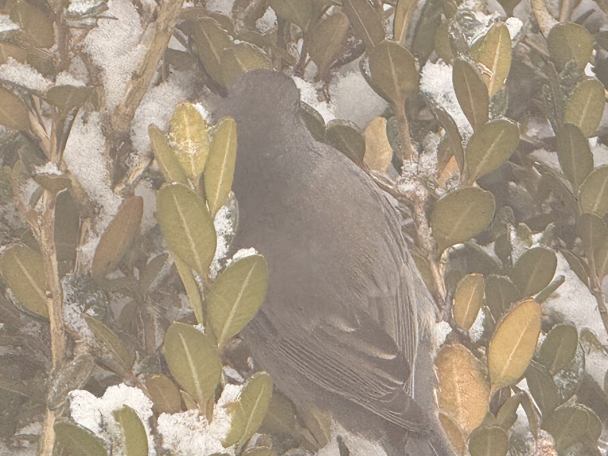 ユキヒメドリ - ML647839056