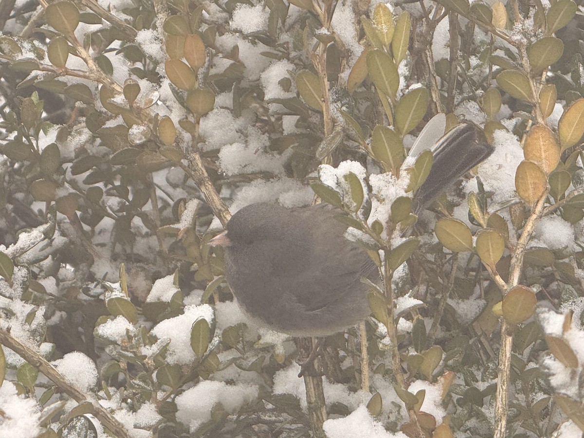 ユキヒメドリ - ML647839057