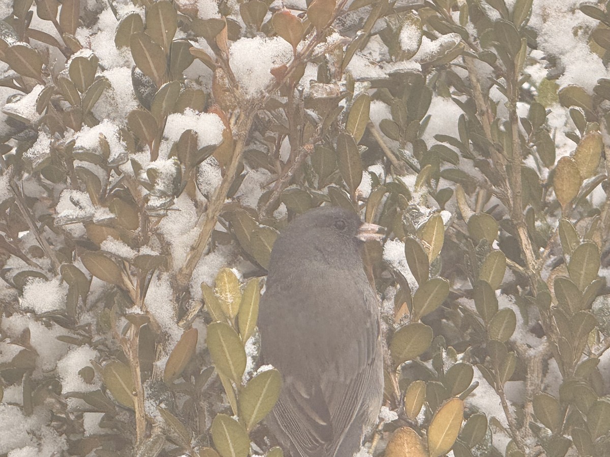 ユキヒメドリ - ML647839058