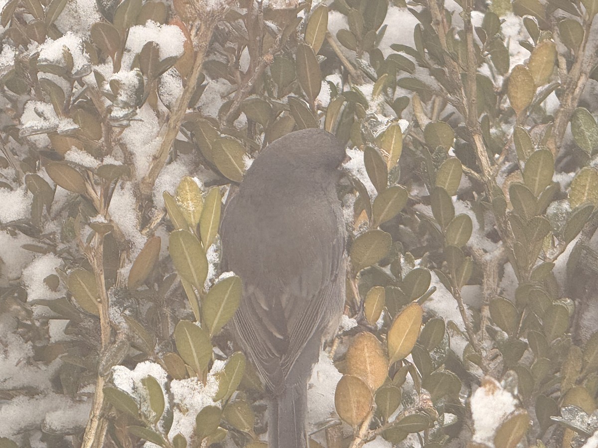 ユキヒメドリ - ML647839059