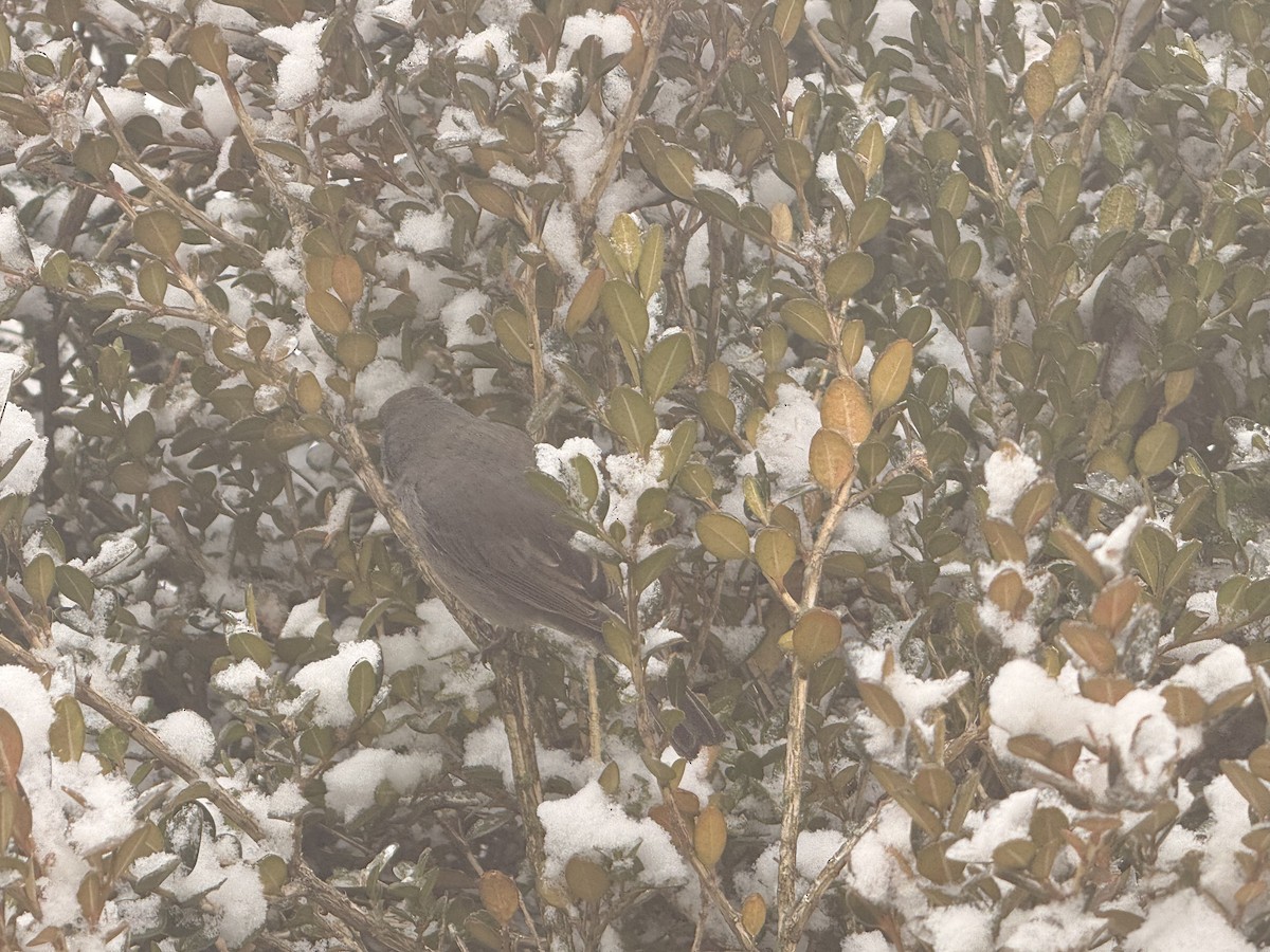 ユキヒメドリ - ML647839060