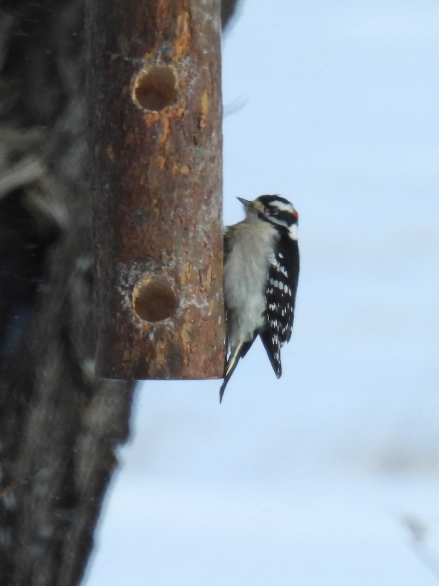 セジロコゲラ - ML647839064