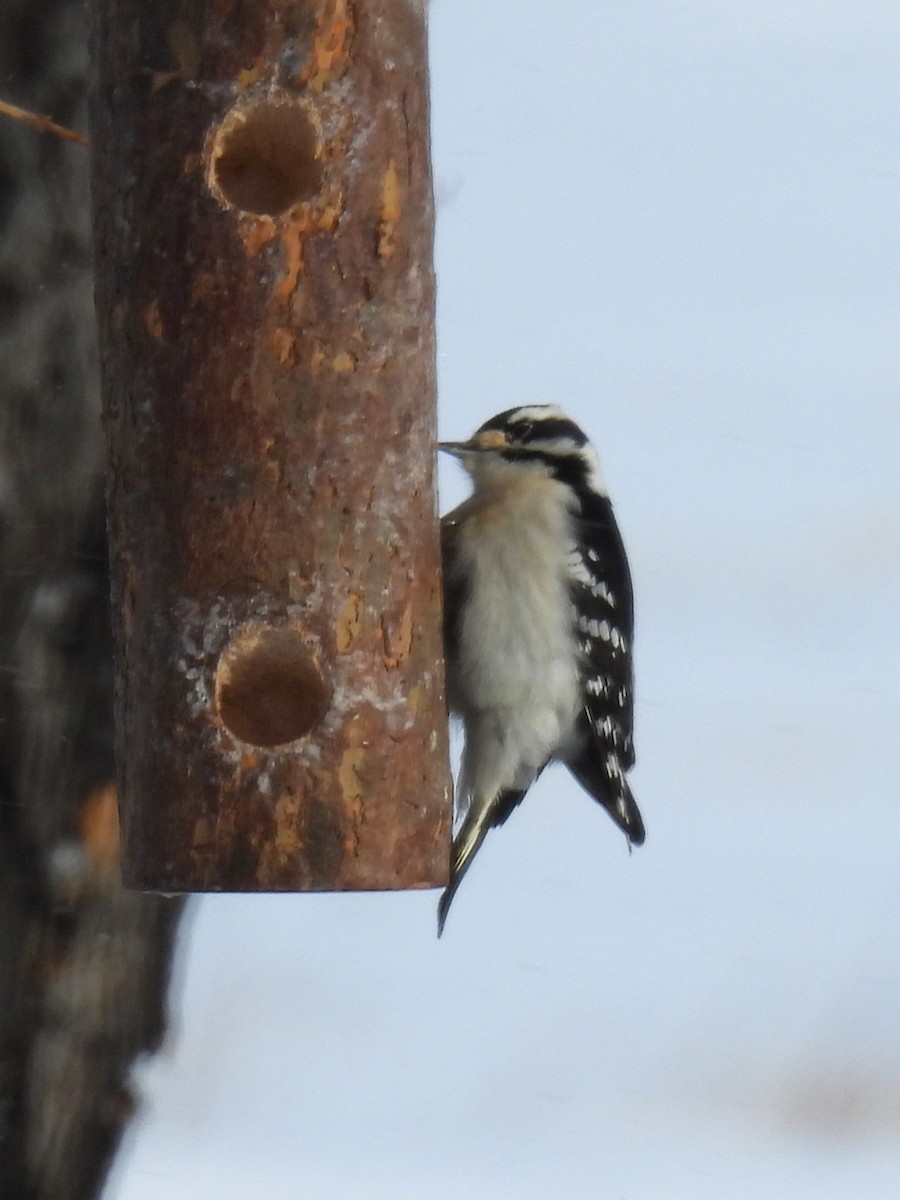 セジロコゲラ - ML647839065