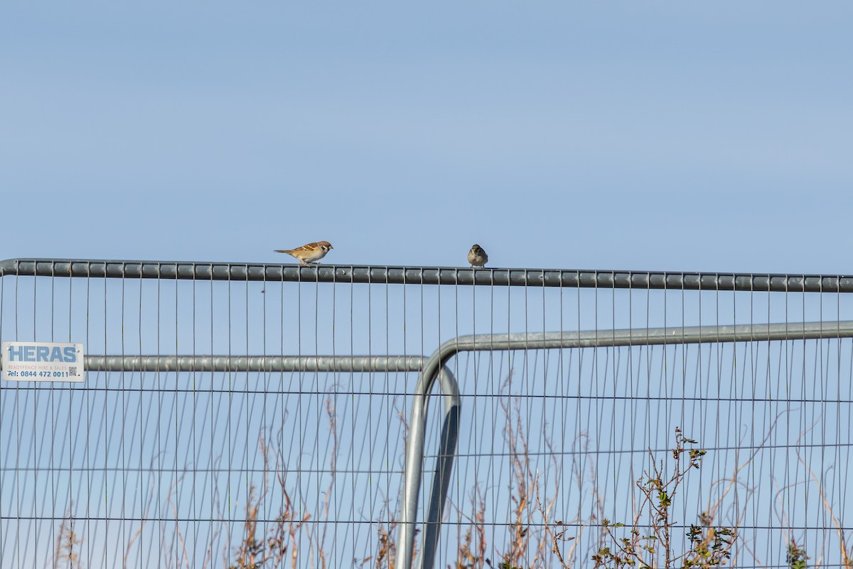 スズメ - ML647839066