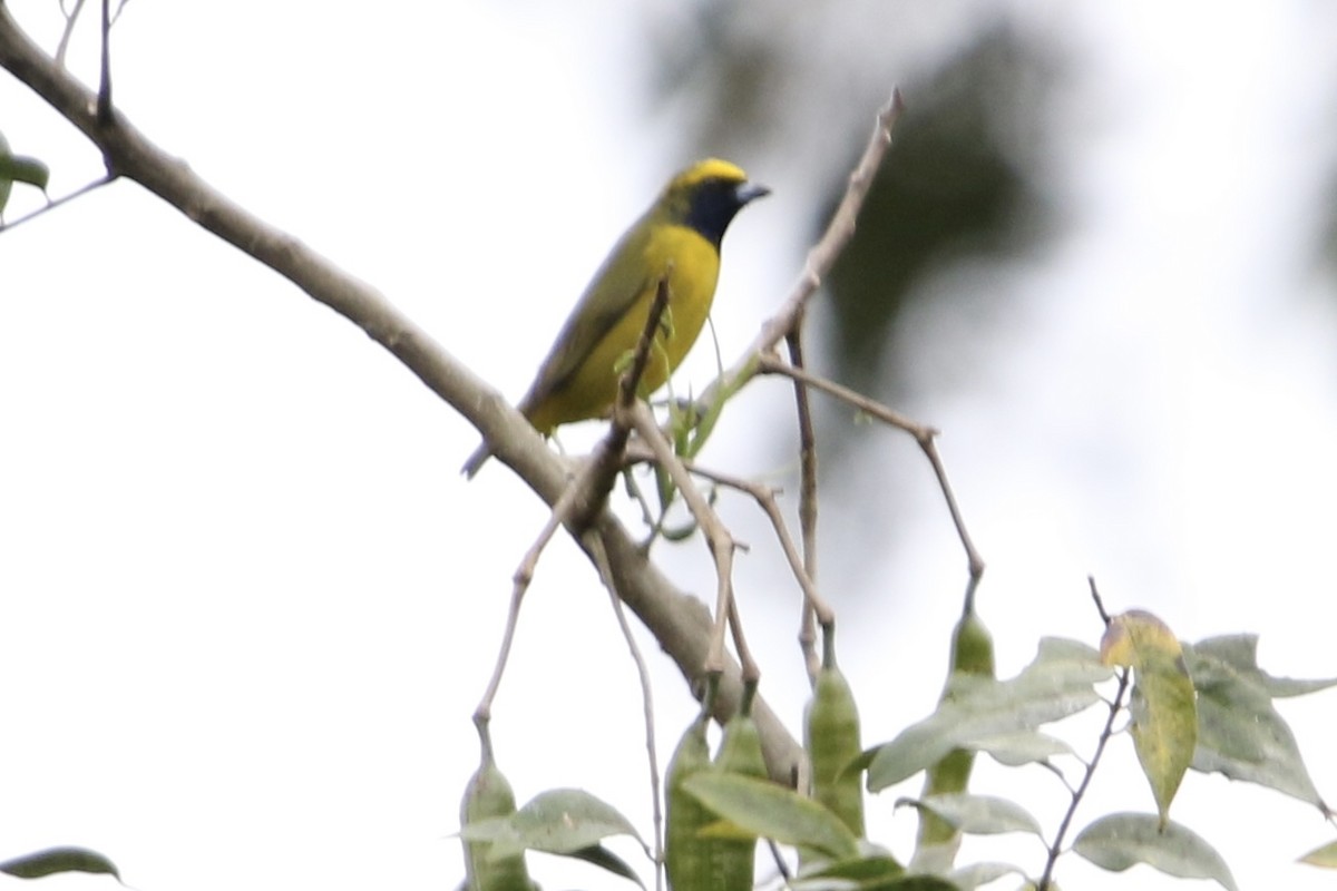 キボウシスミレフウキンチョウ - ML647839069