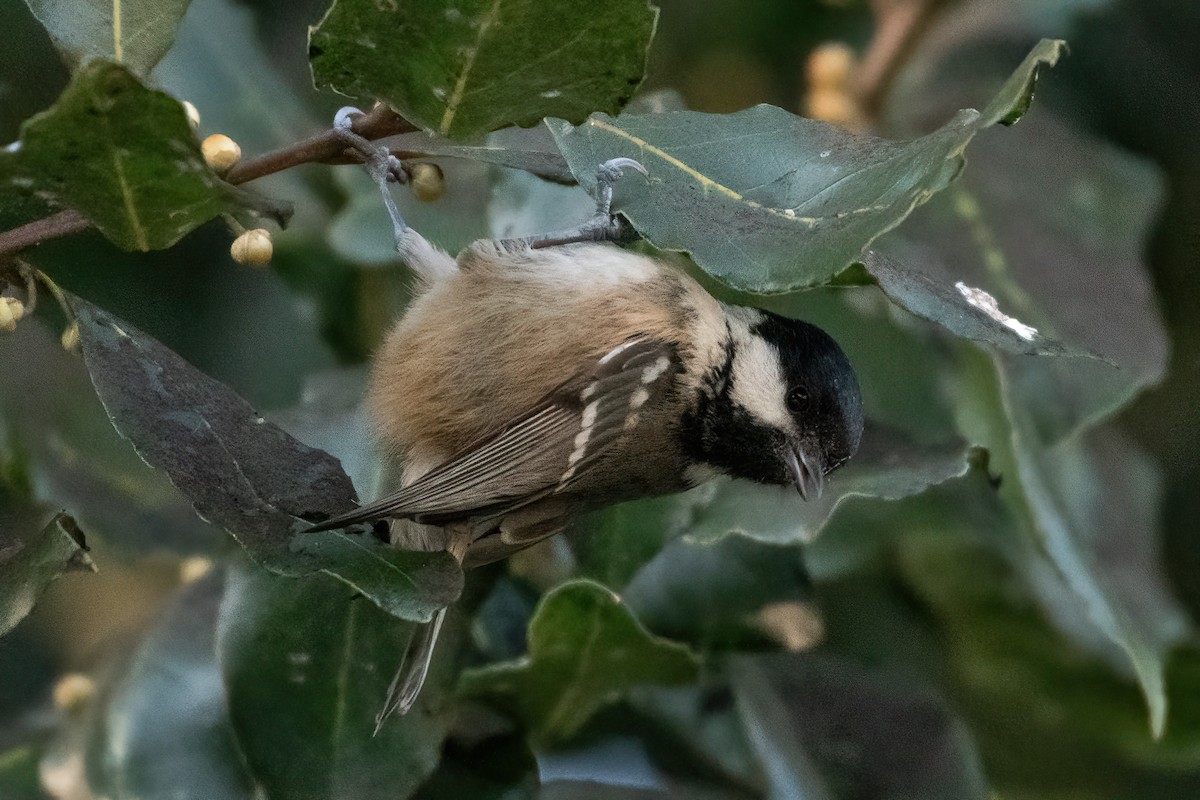 ヒガラ - ML647839070