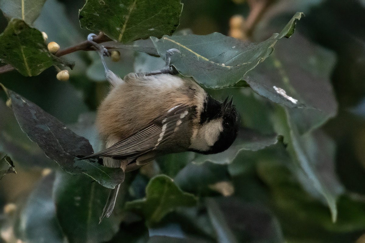 ヒガラ - ML647839071