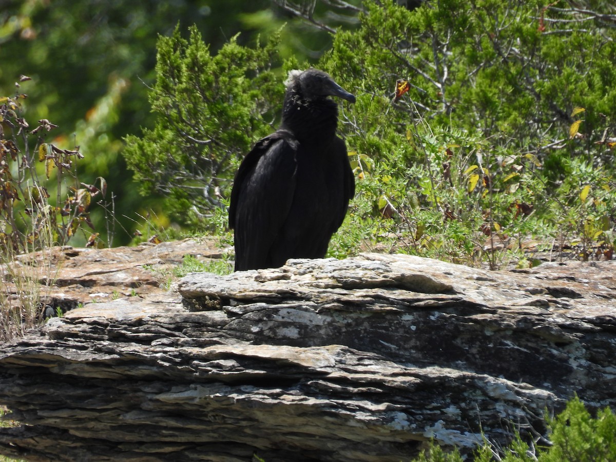 クロコンドル - ML647839072