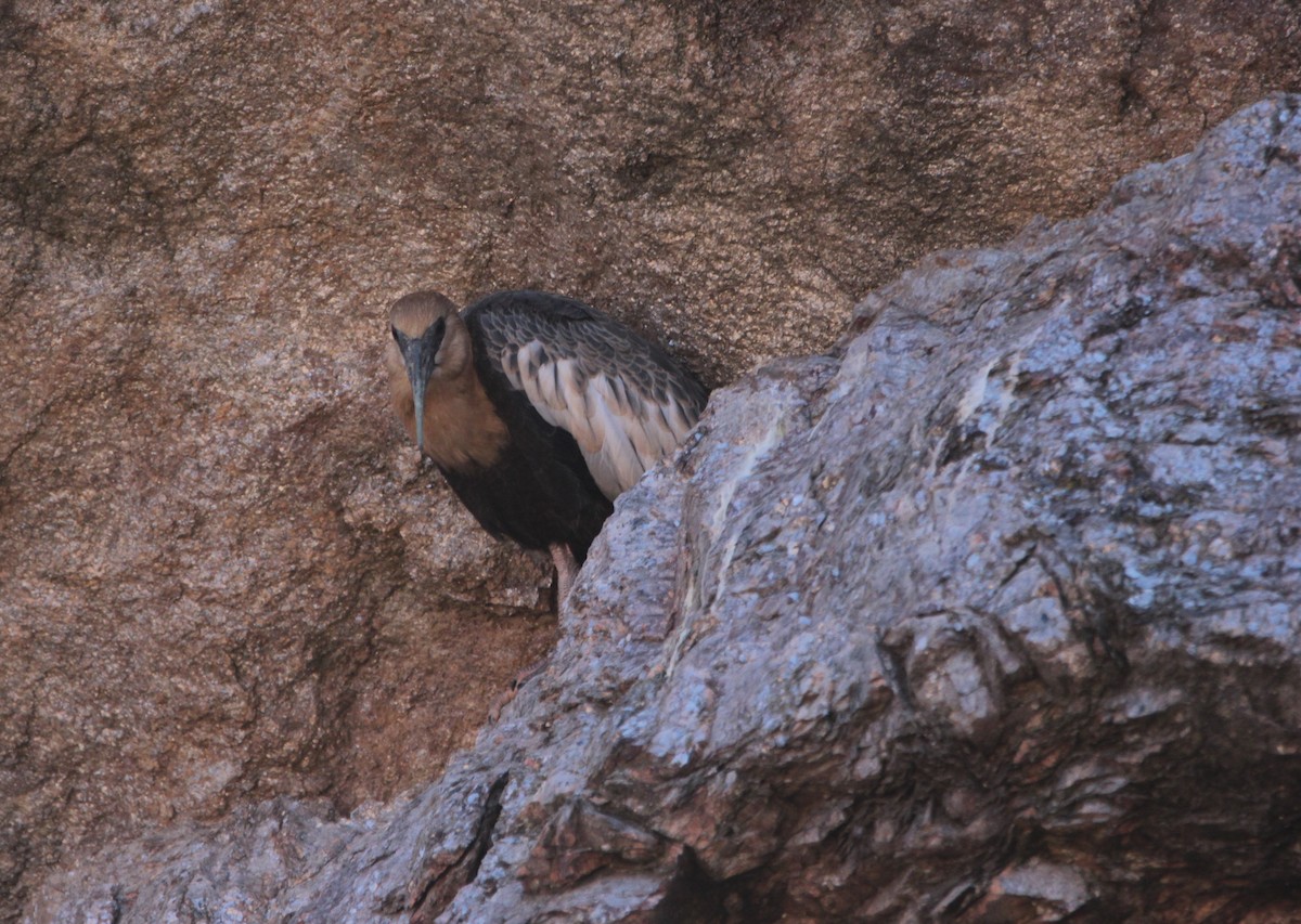 クロハラトキ - ML647839073