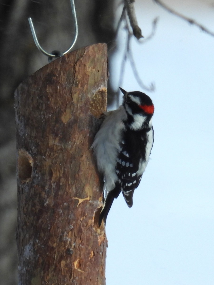 セジロコゲラ - ML647839074