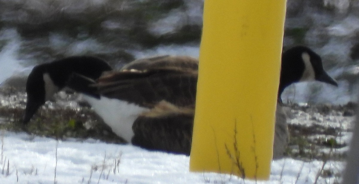 カナダガン - ML647839076