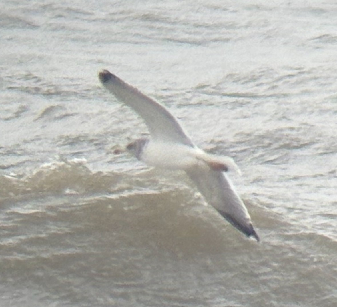 カモメ亜科 - ML647839079