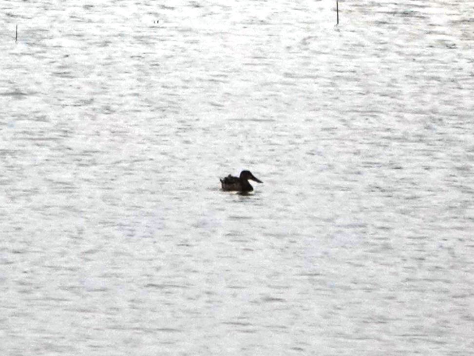 Широконоска - ML647839183