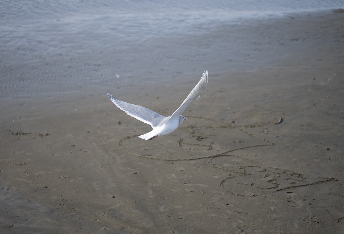 Серокрылая чайка - ML647839184