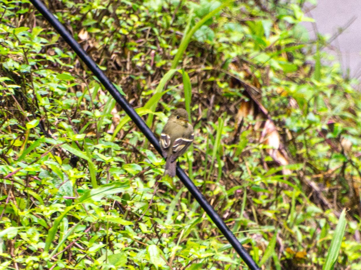 Желтобрюхий мухолов - ML647839185