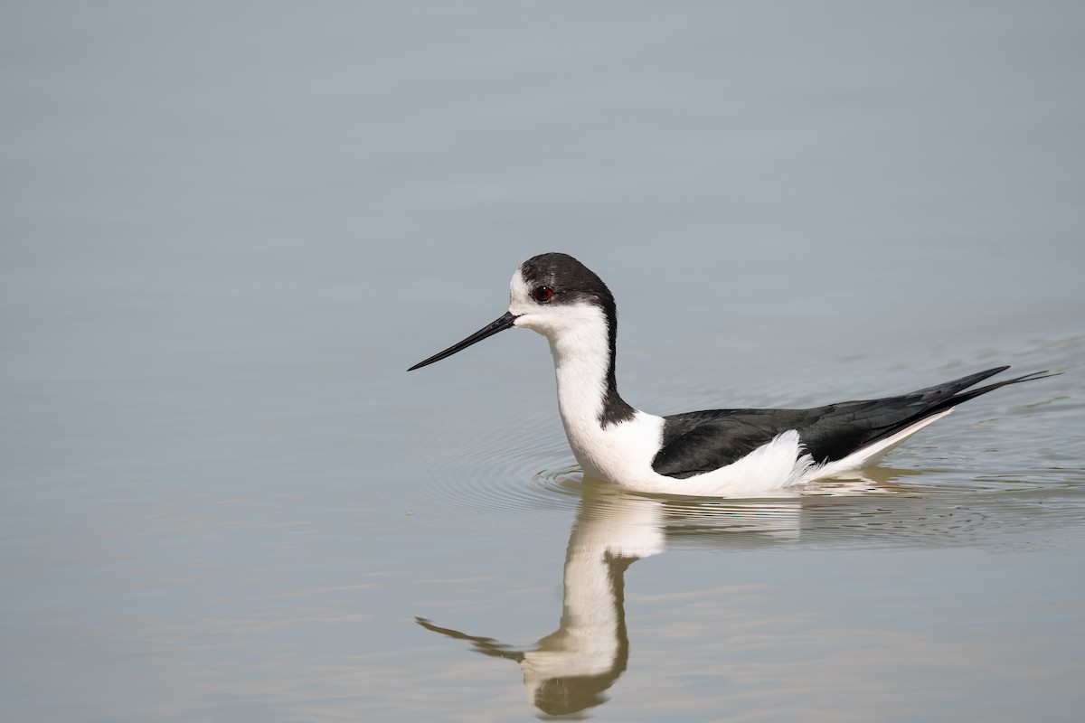 Ходулочник - ML647839186