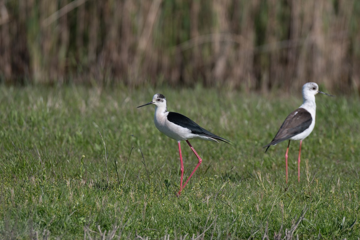 Ходулочник - ML647839187