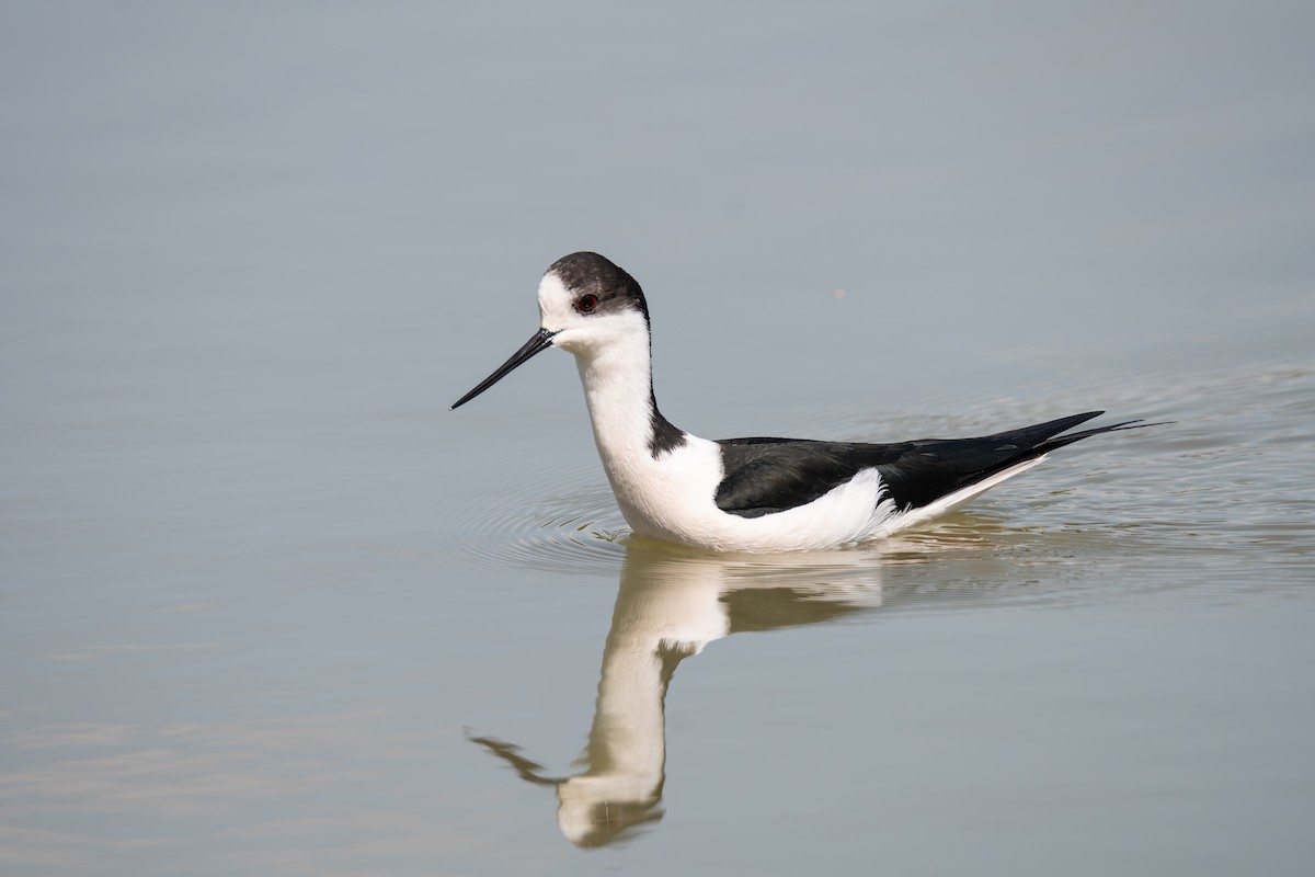 Ходулочник - ML647839188