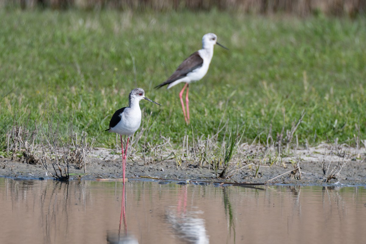 Ходулочник - ML647839189