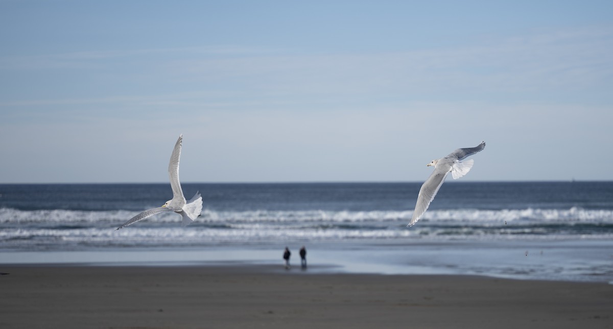 Серокрылая чайка - ML647839190