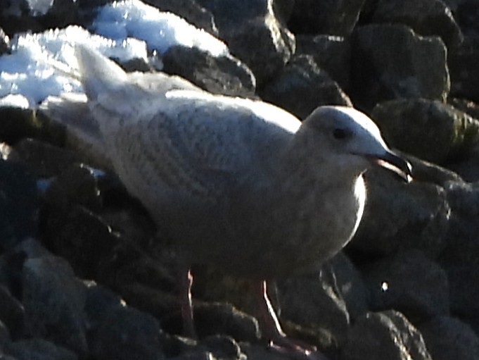 Полярная чайка - ML647839191