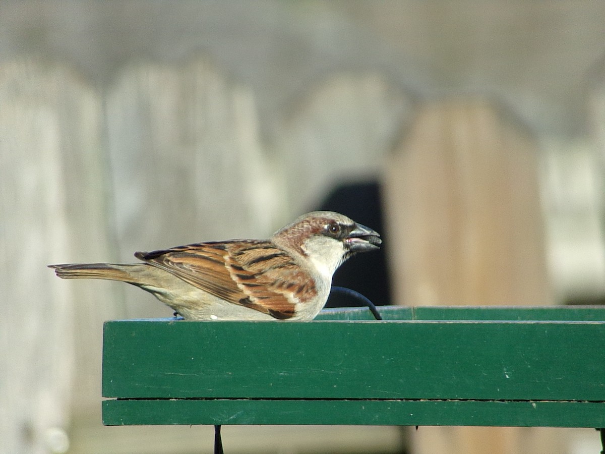 Домовый воробей - ML647839192