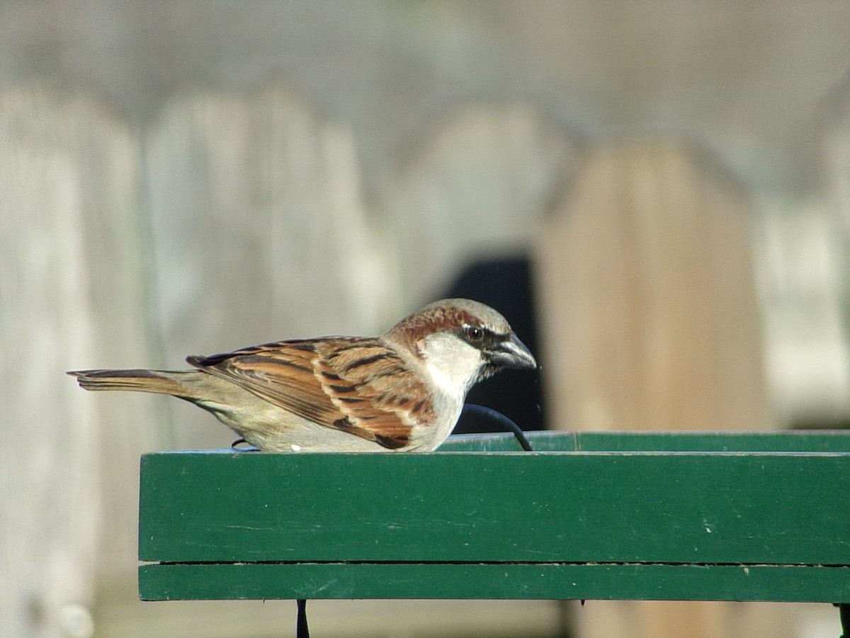 Домовый воробей - ML647839193