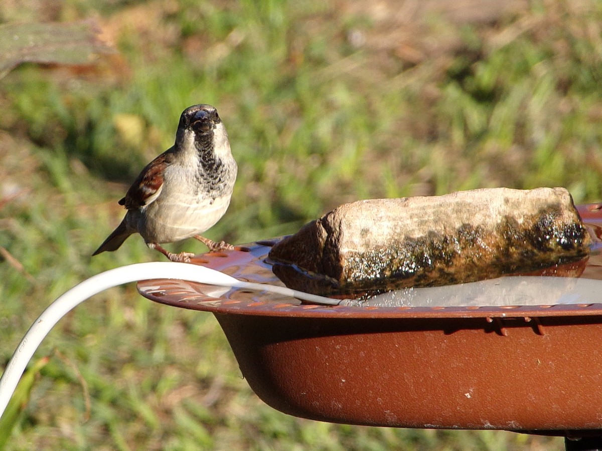 Домовый воробей - ML647839194