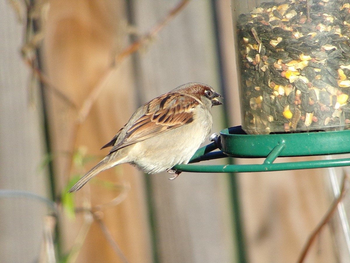 Домовый воробей - ML647839195