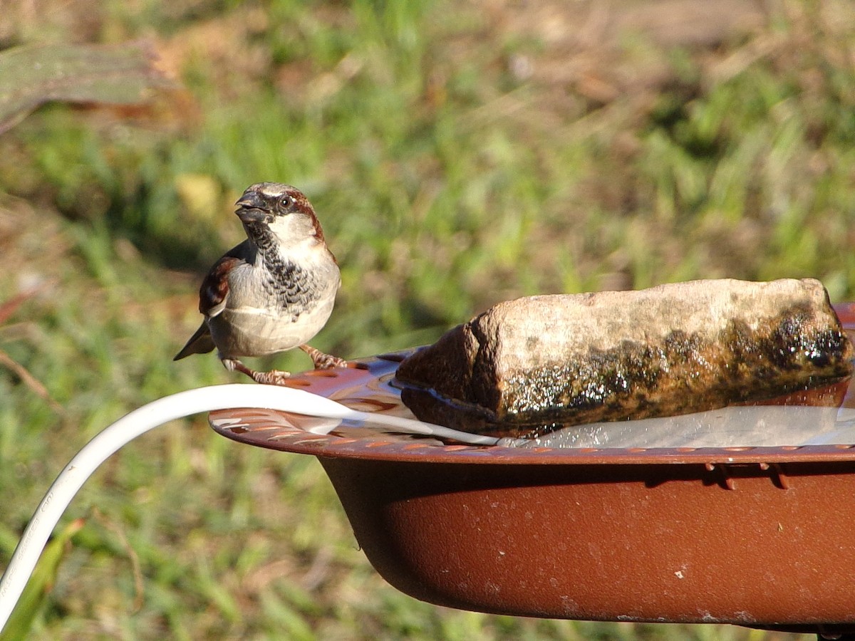 Домовый воробей - ML647839196