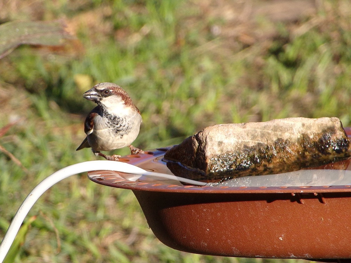 Домовый воробей - ML647839197