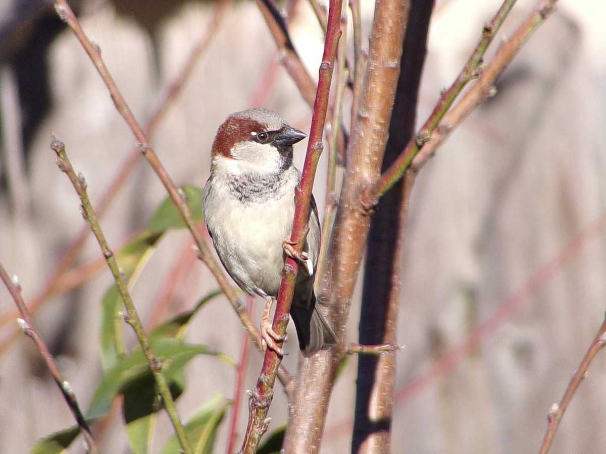 Домовый воробей - ML647839198