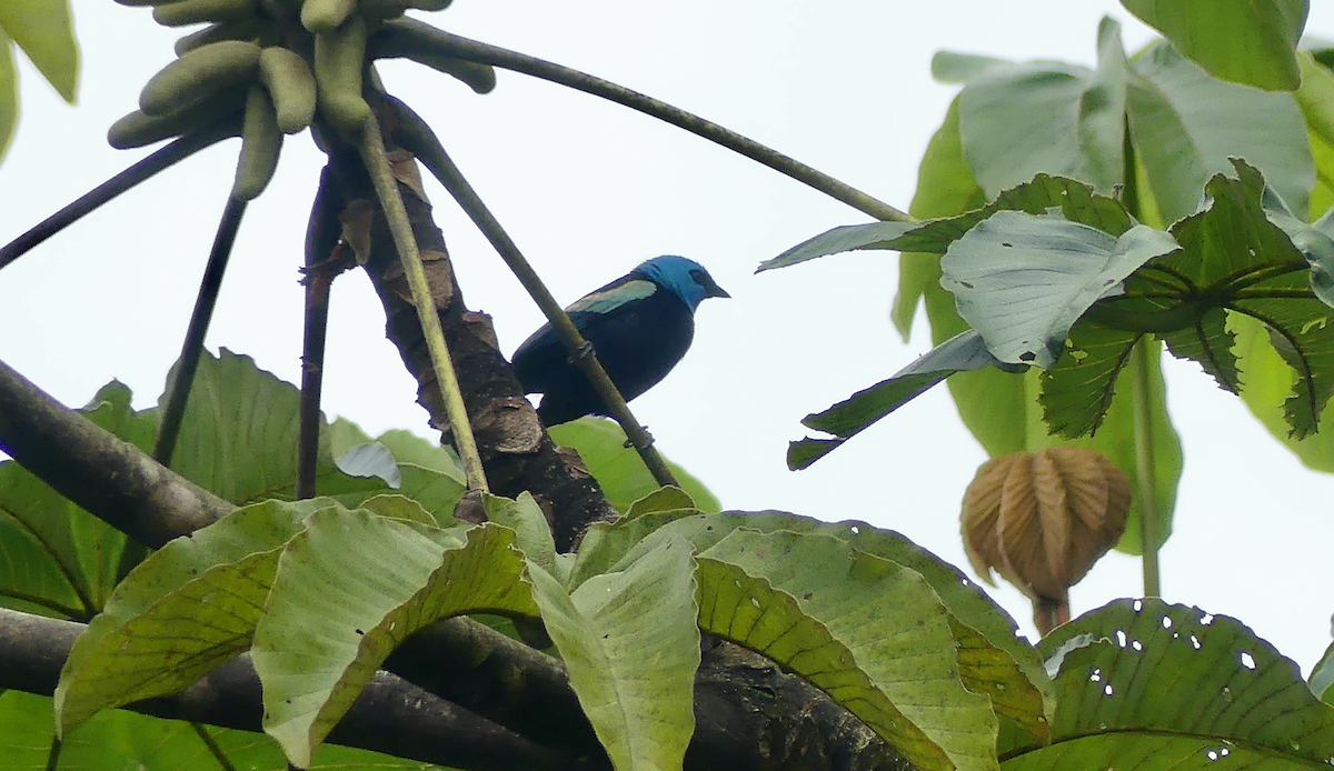 Лазурноголовая танагра - ML647839200