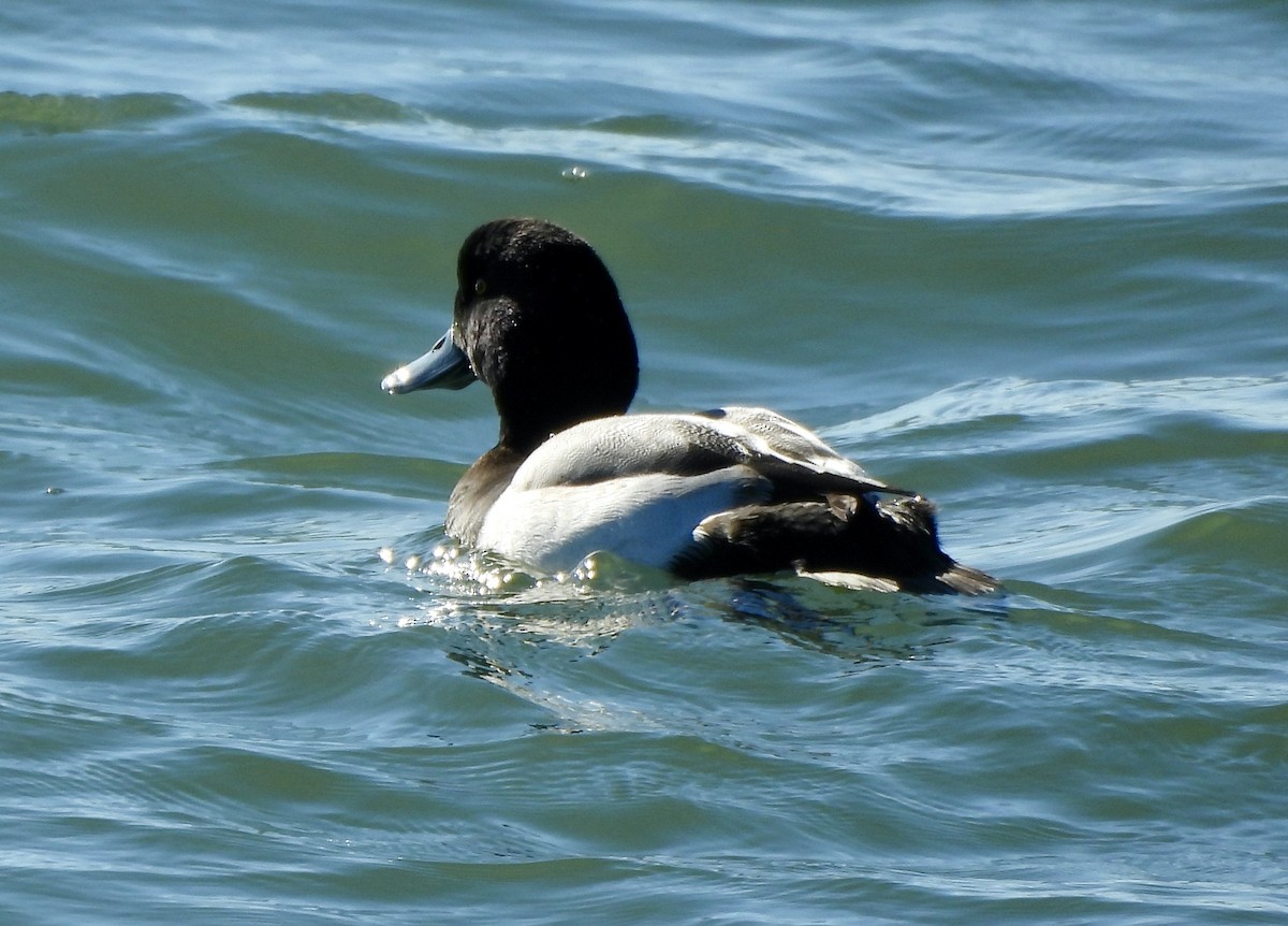 Малая морская чернеть - ML647839202