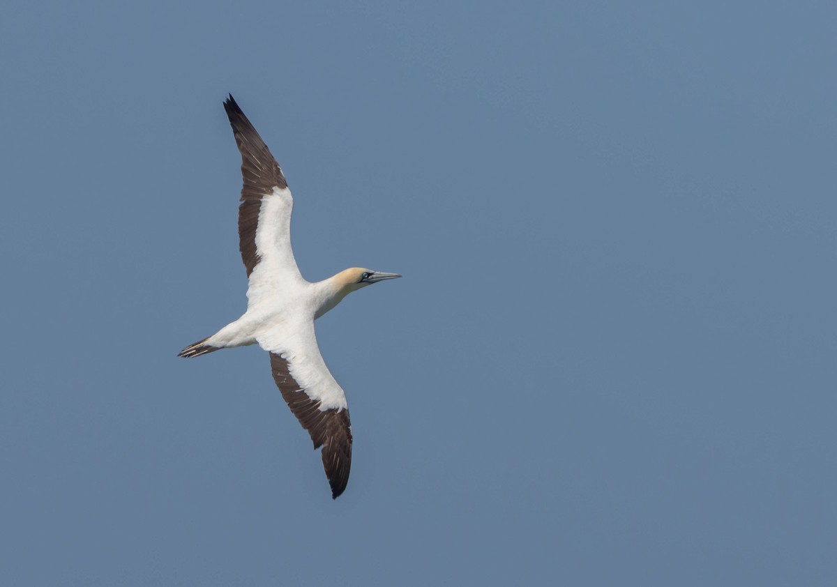 Капская олуша - ML647839204