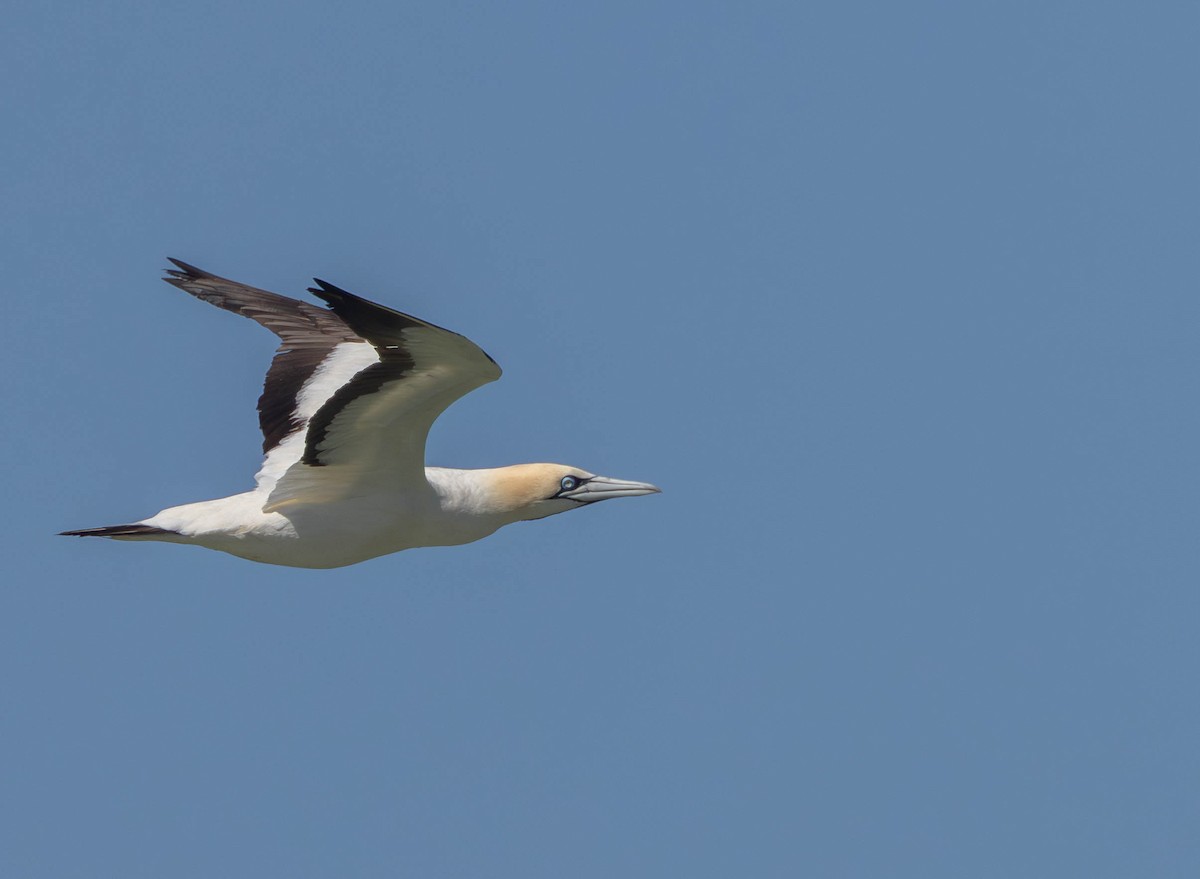 Капская олуша - ML647839205