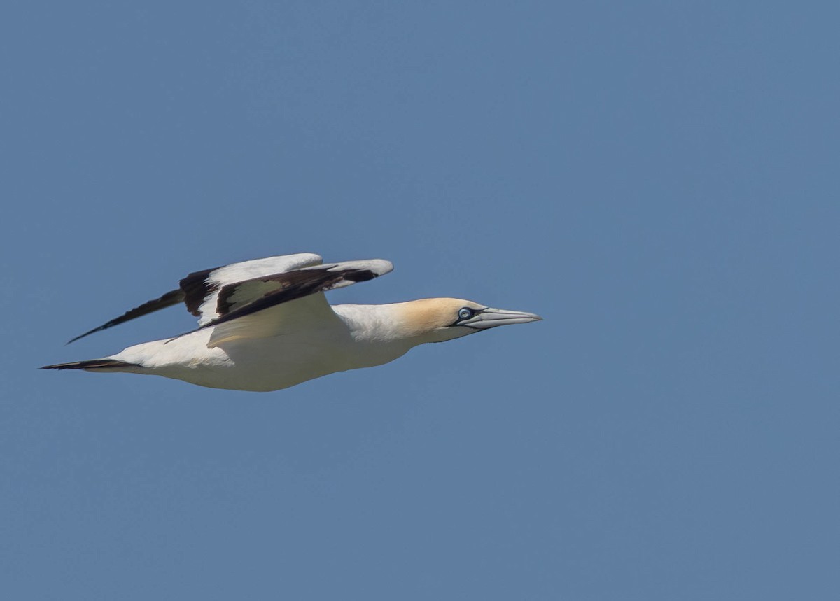 Капская олуша - ML647839206