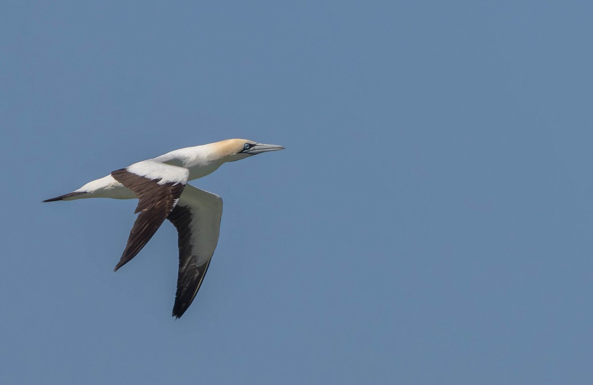 Капская олуша - ML647839207