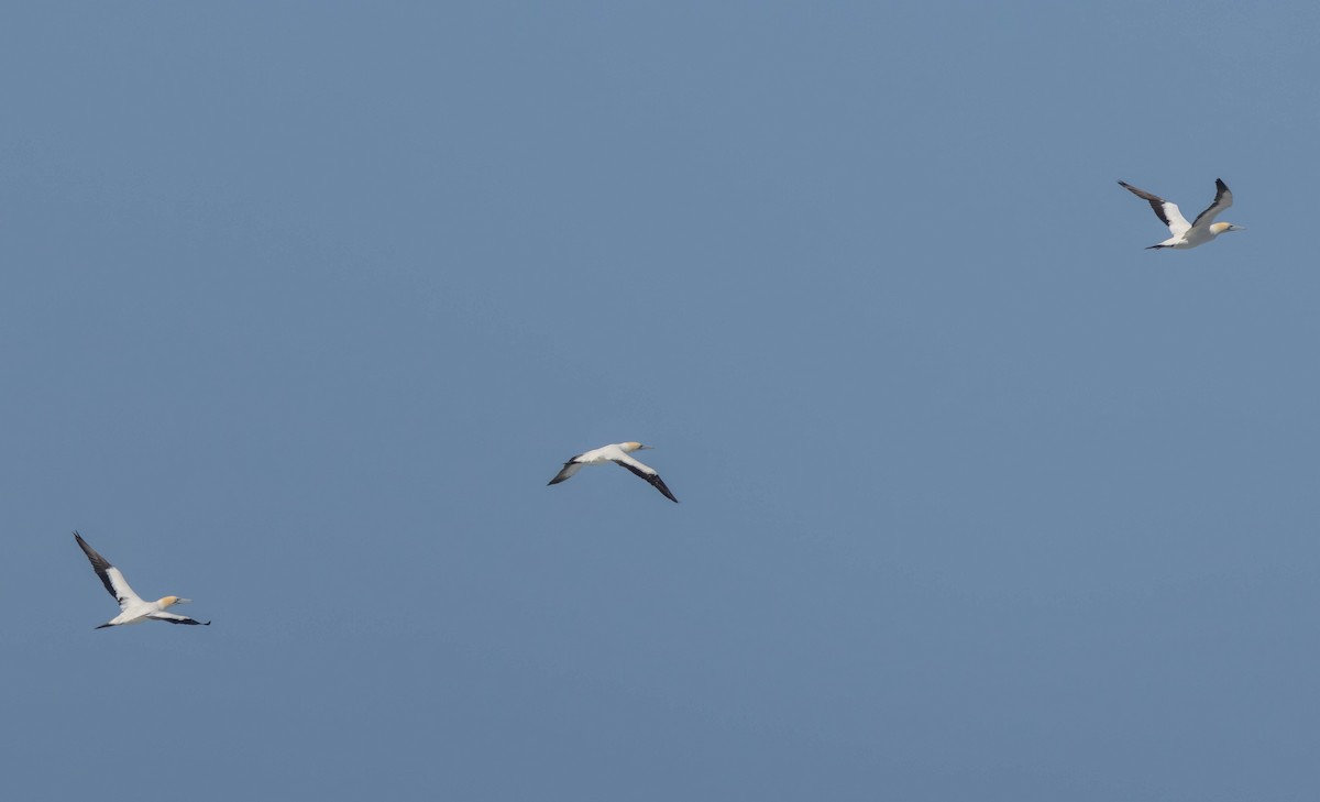 Капская олуша - ML647839209