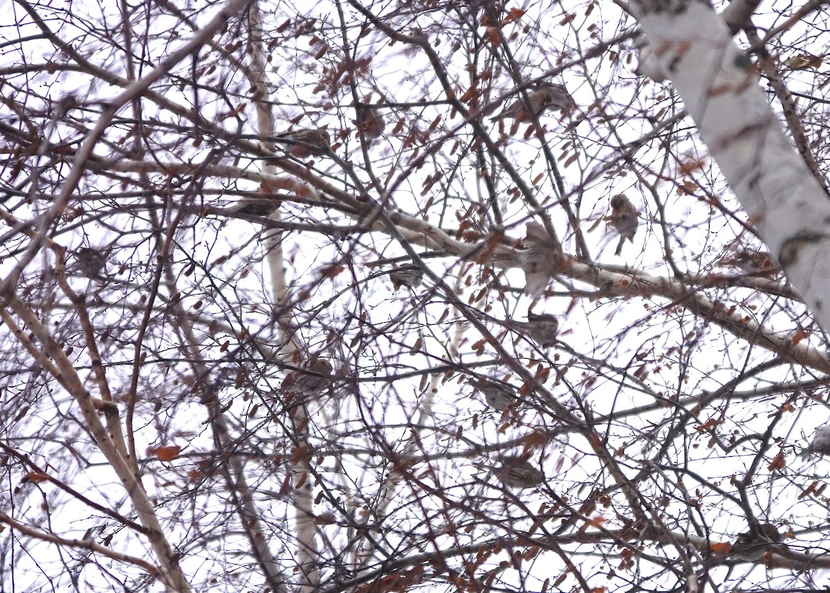 Чечётка - ML647839210