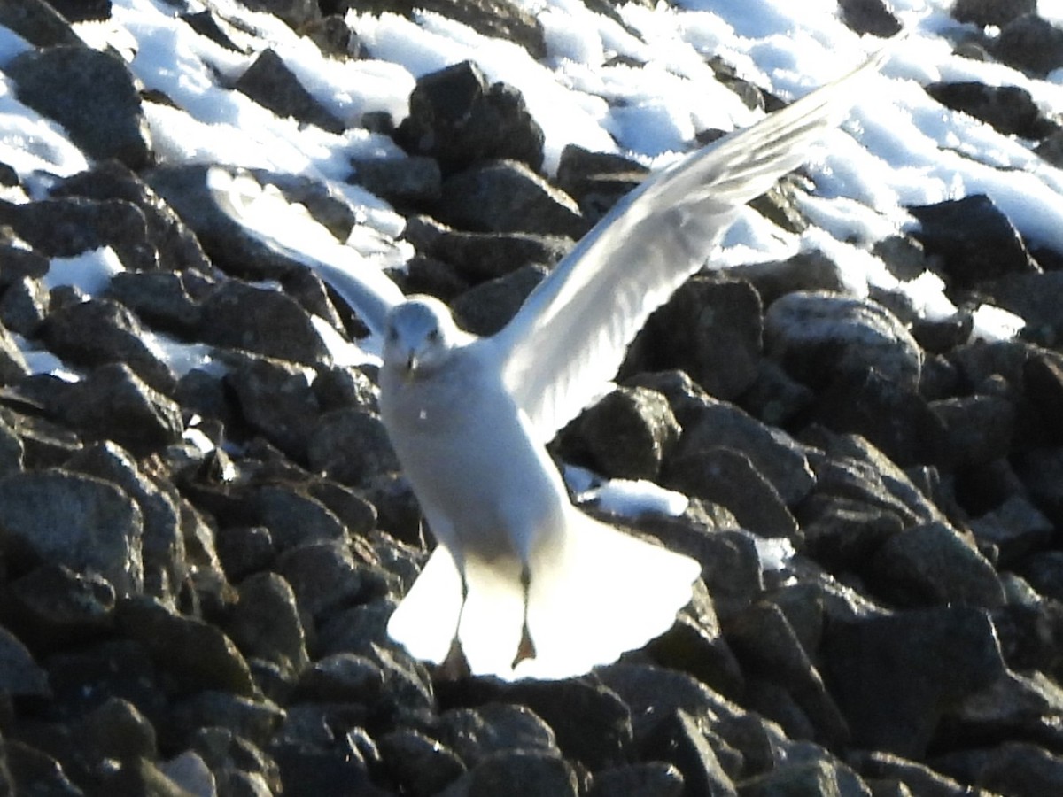 Полярная чайка - ML647839211