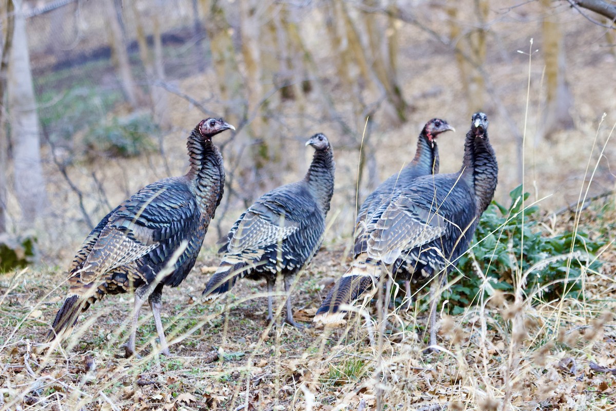 Tacchino selvatico - ML647839262