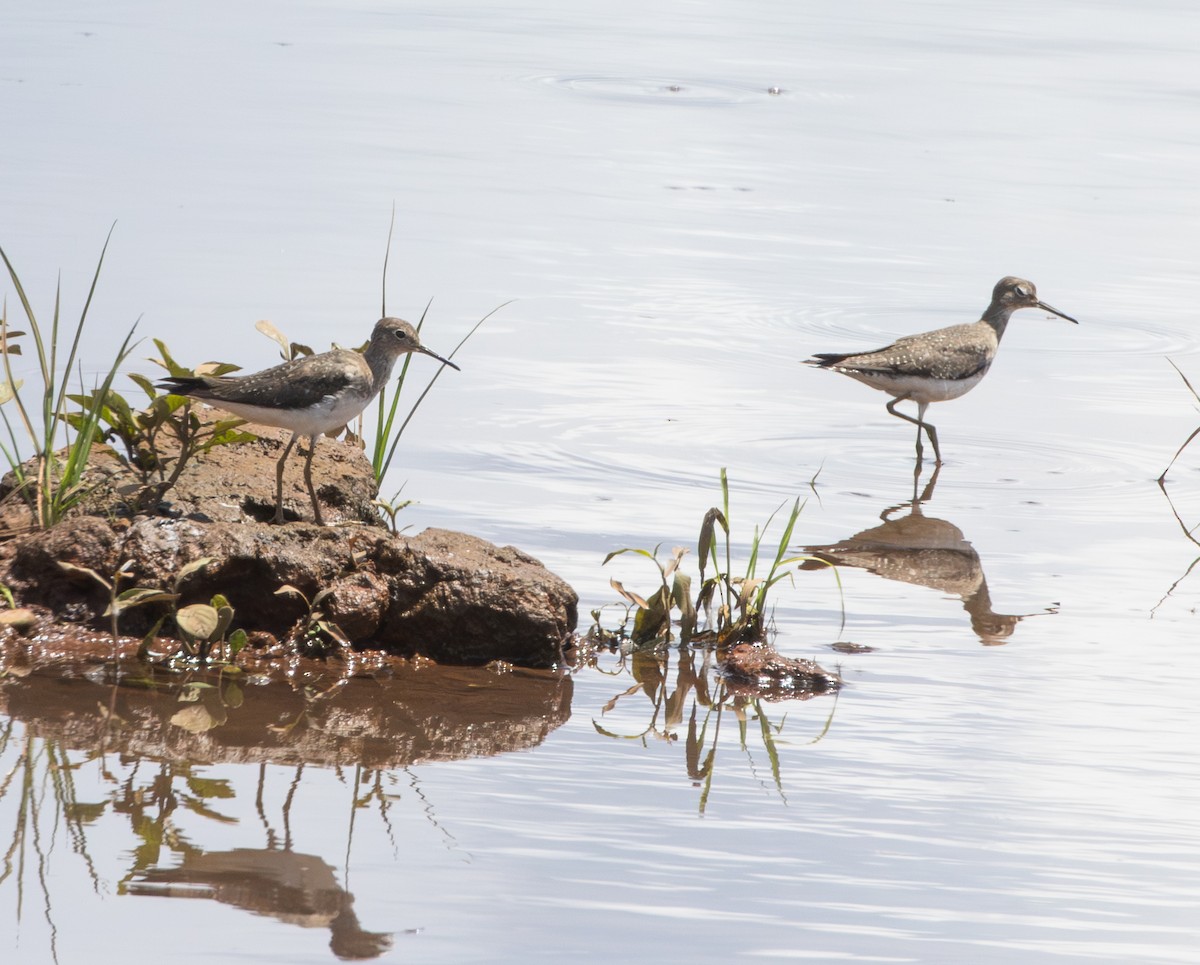 コシグロクサシギ - ML647839264