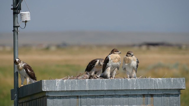 Ferruginous Hawk - ML647839270