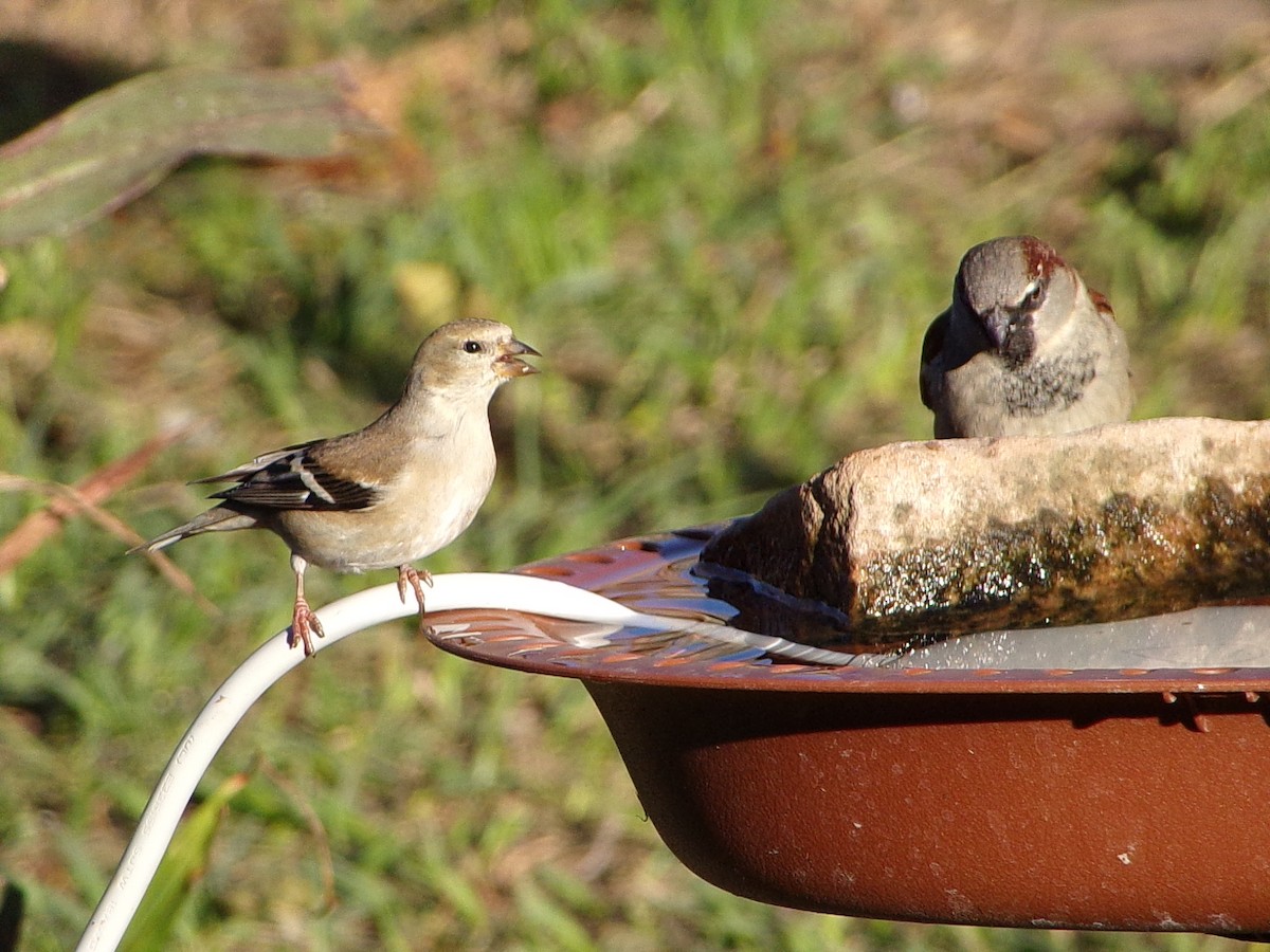 gulstillits - ML647839321