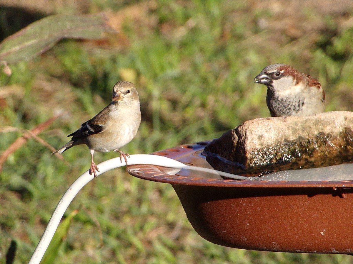 gulstillits - ML647839322