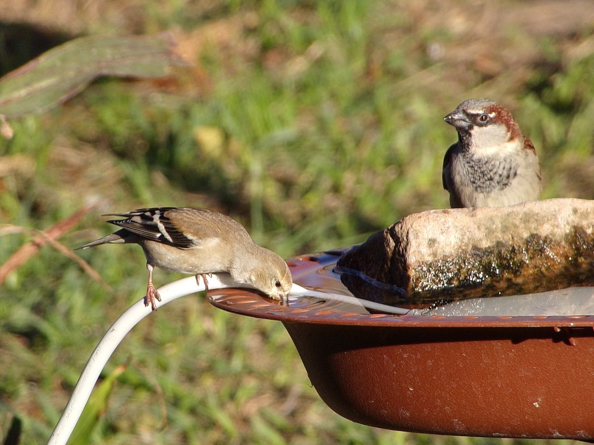 gulstillits - ML647839323