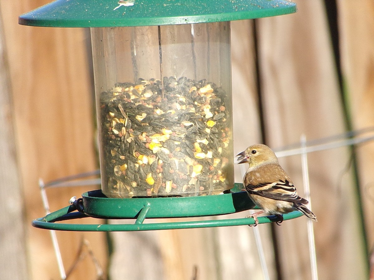 gulstillits - ML647839324